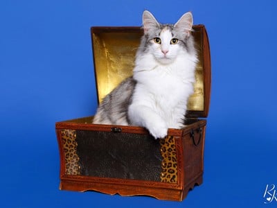 SC Genoneva des Aulnes de Lampercy*F, DSM