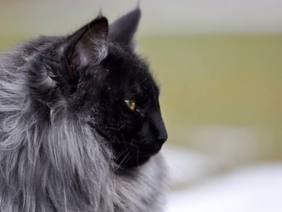 Ispahan des Aulnes de Lampercy*F