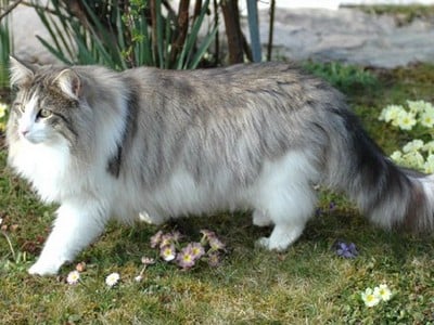 SC Starkad's Bolle Bob *DK, JW, DSM, DVM