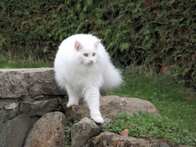 SC. Tolstoï des Fines Terres*CH, JW, DSM