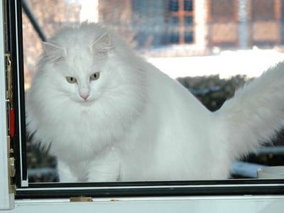 SC Kilimandjaro av Skara Brae*CH, DSM