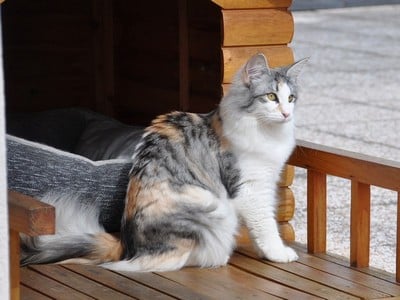 SC Genoneva des Aulnes de Lampercy*F, DSM