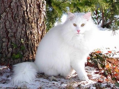 SC Mira-Ceti des Fines Terres*CH, JW