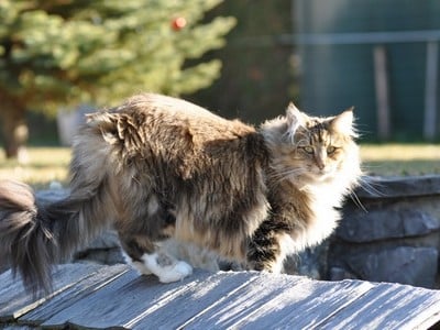 SP SC S*NC's Sister Moonshine, JW, DVM, DSM