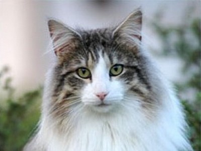 SC Starkad's Bolle Bob *DK, JW, DSM, DVM