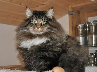 GIC RigatoniRabiata des Fines Terres*CH, JW