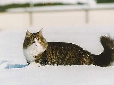 EP Prima Dona Feux d'Aurès*FR