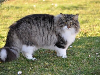 SC S*Utblicken's Beppe