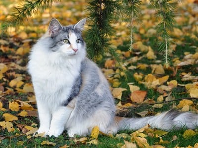 SC Genoneva des Aulnes de Lampercy*F, DSM