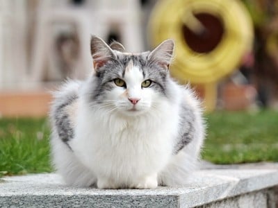 SC Genoneva des Aulnes de Lampercy*F, DSM