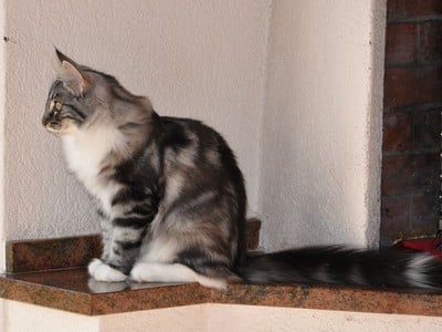 Saraï des Fines Terres*CH