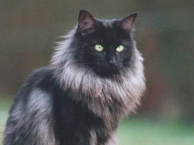 SC Eclipse av Trulla*D, DM