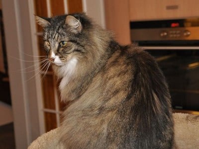 EP Chrysès du Bocherex*CH, dit "Basile"