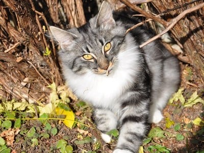 Saraï des Fines Terres*CH