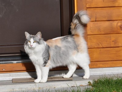 SC Genoneva des Aulnes de Lampercy*F, DSM