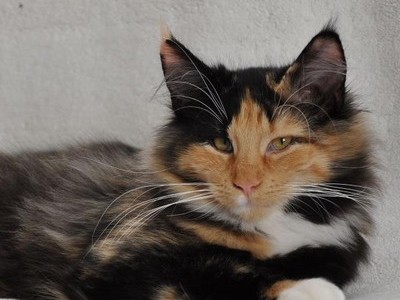 SC Véga des Fines Terres*CH