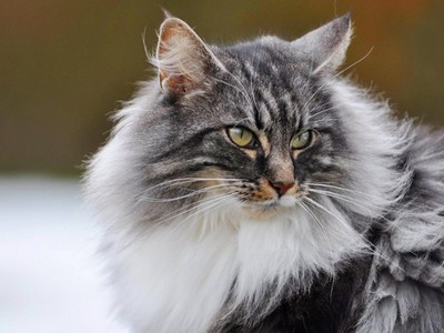 Saraï des Fines Terres*CH