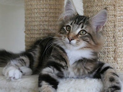 SP SC S*NC's Sister Moonshine, JW, DVM, DSM