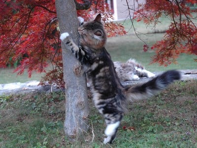 SP SC S*NC's Sister Moonshine, JW, DVM, DSM