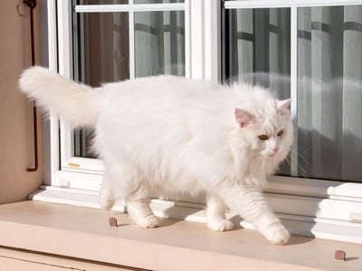 SC Kilimandjaro av Skara Brae*CH, DSM