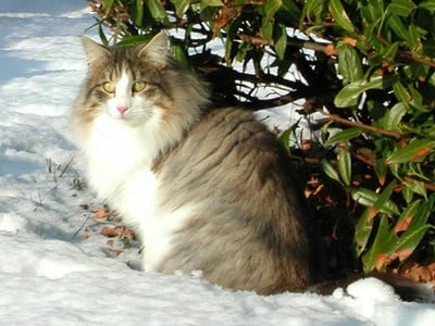 SC Starkad's Bolle Bob *DK, JW, DSM, DVM