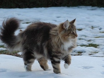 SP SC S*NC's Sister Moonshine, JW, DVM, DSM