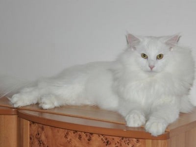 SC. Tolstoï des Fines Terres*CH, JW, DSM