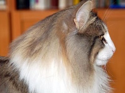 SC Starkad's Bolle Bob *DK, JW, DSM, DVM