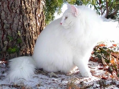 SC Mira-Ceti des Fines Terres*CH, JW