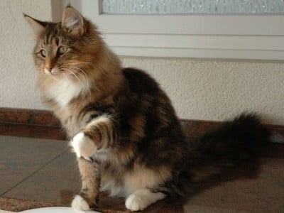 SP SC S*NC's Sister Moonshine, JW, DVM, DSM