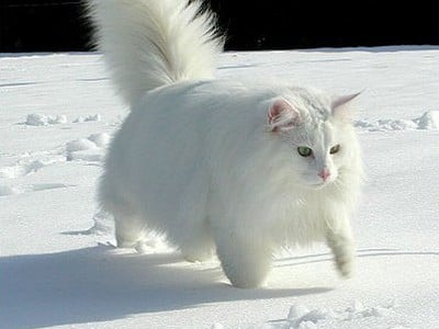 SC Kilimandjaro av Skara Brae*CH, DSM