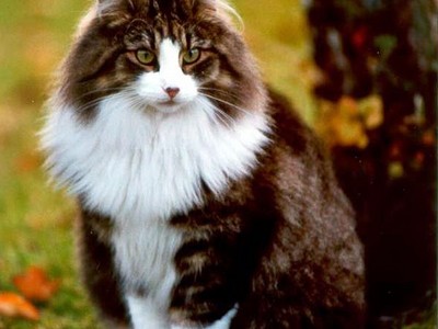 EP Prima Dona Feux d'Aurès*FR