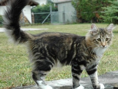 SP SC S*NC's Sister Moonshine, JW, DVM, DSM