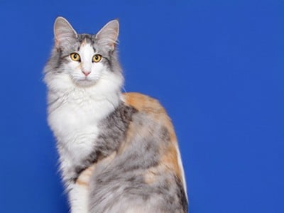 SC Genoneva des Aulnes de Lampercy*F, DSM