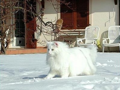 SC Kilimandjaro av Skara Brae*CH, DSM