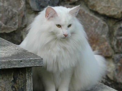 SC Mira-Ceti des Fines Terres*CH, JW