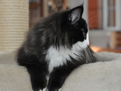 CH Aïda des Fines Terres*CH