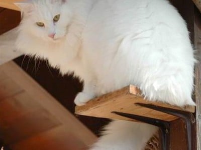 SC Mira-Ceti des Fines Terres*CH, JW