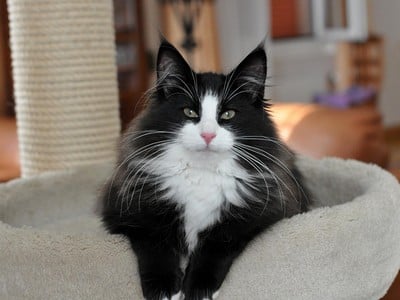 CH Aïda des Fines Terres*CH