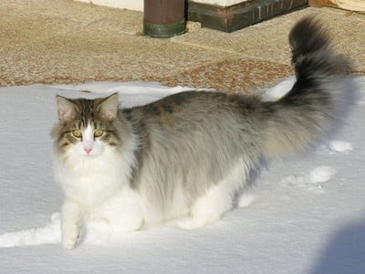 SC Starkad's Bolle Bob *DK, JW, DSM, DVM