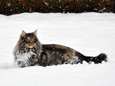 SC Yaka Dansé des Fines Terres*CH