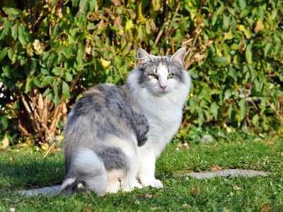 SC Genoneva des Aulnes de Lampercy*F, DSM