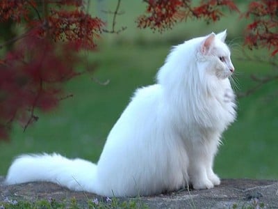 SC Mira-Ceti des Fines Terres*CH, JW