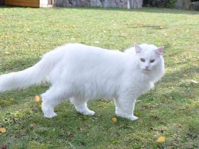 SC Kilimandjaro av Skara Brae*CH, DSM