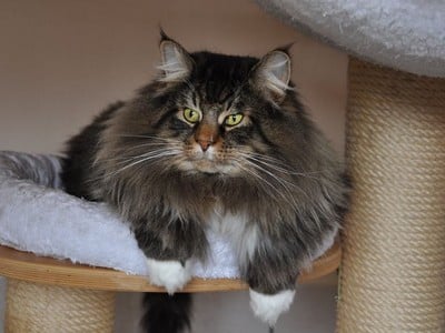 GIC RigatoniRabiata des Fines Terres*CH, JW