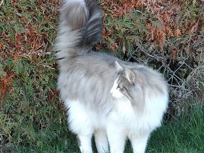 SC Starkad's Bolle Bob *DK, JW, DSM, DVM