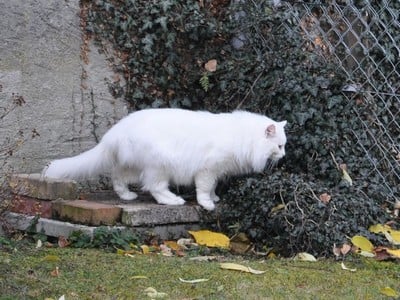 SC Kilimandjaro av Skara Brae*CH, DSM