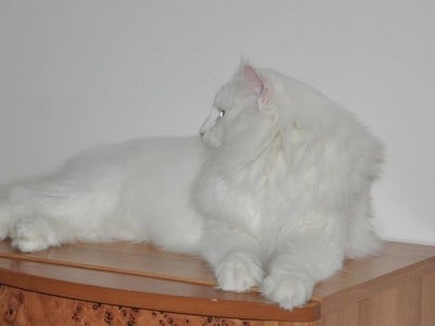 SC. Tolstoï des Fines Terres*CH, JW, DSM