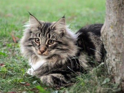 SC Yaka Dansé des Fines Terres*CH