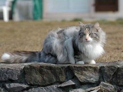 SC B's Best Bessy av Trulla*D